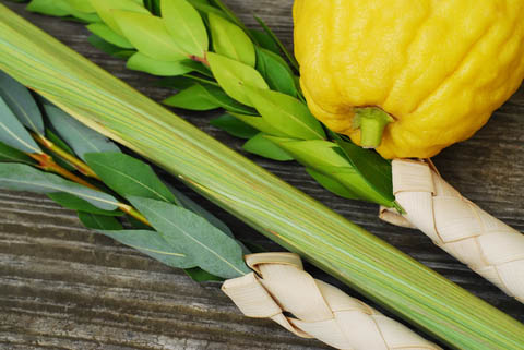 the lulav and etrog from the Zohar